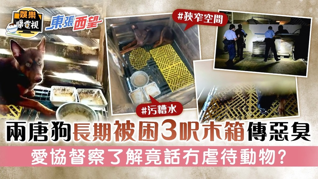 東張西望│兩唐狗長期被困3呎木箱傳惡臭 愛協督察了解竟話冇虐待動物？