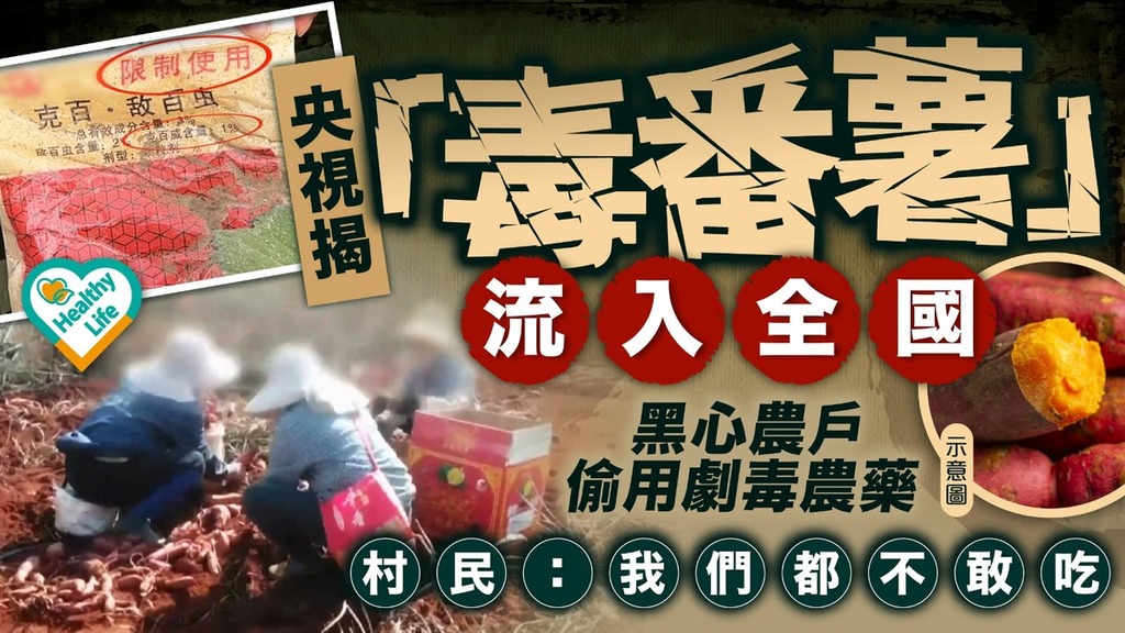 黑心食品｜央視揭「毒番薯」流入全國 黑心農戶偷用劇毒農藥 村民：我們都不敢吃